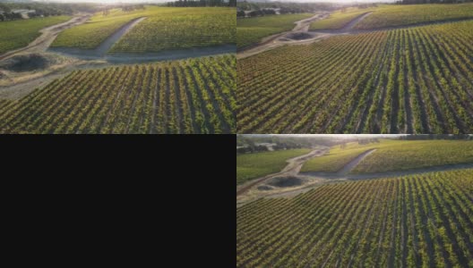 无人机飞行在葡萄酒葡萄园藤风景实时视频日落在美丽的一天在南澳大利亚高清在线视频素材下载