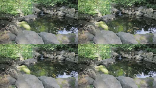 平静的锦鲤Pond-Audio高清在线视频素材下载