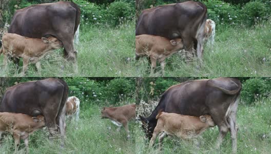 母牛和她的小牛在田野里高清在线视频素材下载