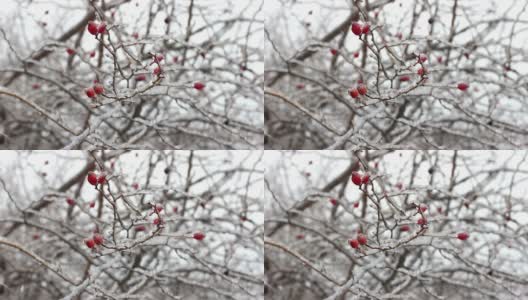 美丽的红玫瑰臀部在冬天霜冻。高清视频高清在线视频素材下载