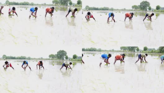 水稻作物种植园高清在线视频素材下载