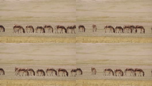 可可西里自然保护区的西藏野驴高清在线视频素材下载