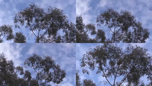 澳洲考拉在桉树上睡觉高清在线视频素材下载