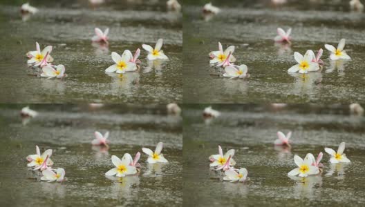 泰国雨季的雨滴落在绿叶上高清在线视频素材下载