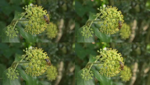 盛开的常春藤上的蜜蜂(Hedera helix)高清在线视频素材下载