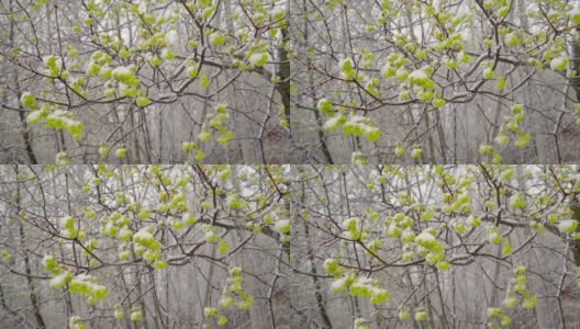 一场突如其来的春雪覆盖了所有的树木，枫叶和嫩叶高清在线视频素材下载