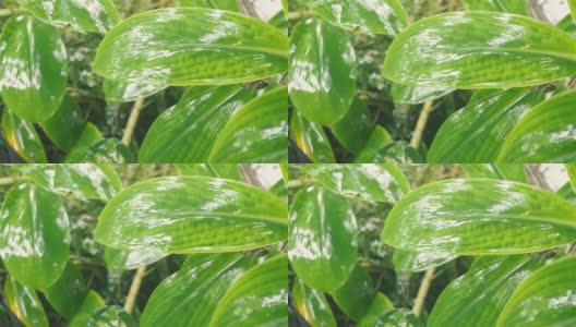 落在绿叶上的季雨。雨滴在树叶。在水湿。雨湿透了。美丽的雨季，特写。自然背景设计视频片段。高清在线视频素材下载
