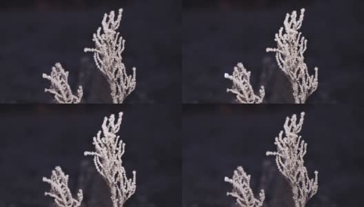上面是覆盖着闪闪发光的霜的草的毛茸茸的树枝的特写。高清在线视频素材下载