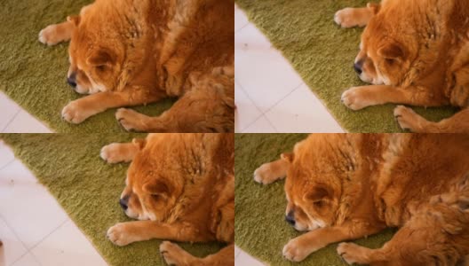 松狮犬睡觉高清在线视频素材下载