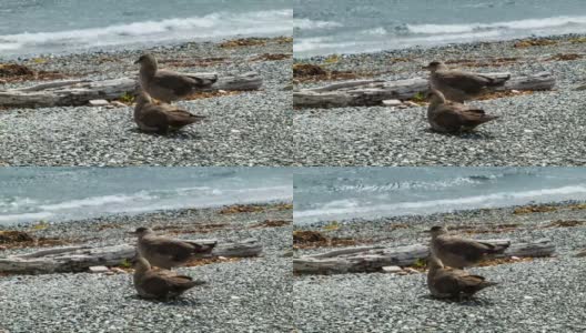 智利贼鸥鸟近距离在比格尔海峡海岸高清在线视频素材下载