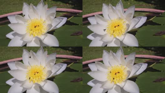池塘里有白莲和蜜蜂高清在线视频素材下载