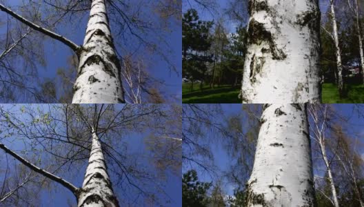 26、白桦树下，蓝天俯视，春意盎然高清在线视频素材下载
