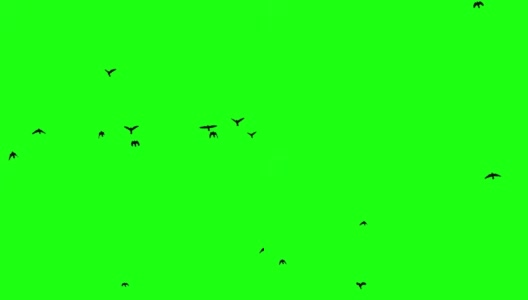 黑色的鸟在绿色的屏幕背景上飞起来高清在线视频素材下载