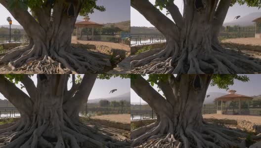 镜头围绕着公园里一棵树根裸露的大树高清在线视频素材下载