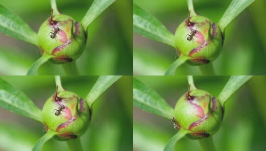 牡丹花蕾特写高清在线视频素材下载