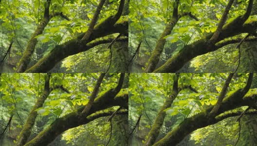 雨后的树林里长满青苔的树枝。高湿度高清在线视频素材下载