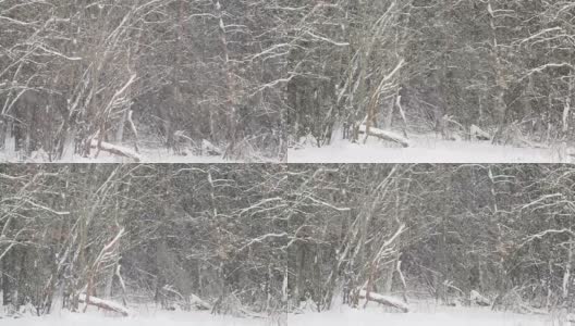 松树林下大雪。冬季自然背景高清在线视频素材下载