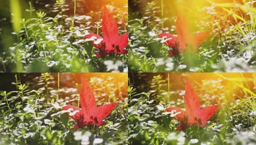 多莉在公园里拍摄了生机勃勃的红色秋叶高清在线视频素材下载