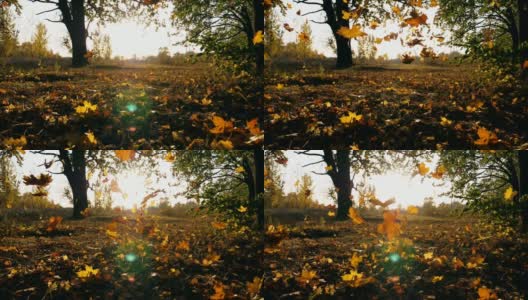 黄色的秋叶在阳光的背景下飘落在森林里。明亮的晚霞透过落叶照耀着。美丽的自然景观。五彩缤纷的秋季。慢动作高清在线视频素材下载
