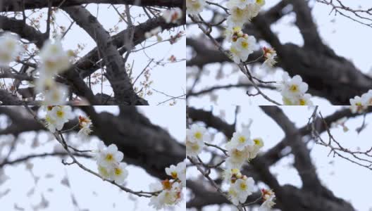 冬天，早春，梅花，开花，白梅高清在线视频素材下载