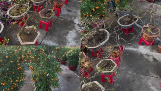 杏树盆景在一个花盆在市场上出售。购买开花树木是亚洲人庆祝春节或农历新年的传统。春节的概念高清在线视频素材下载