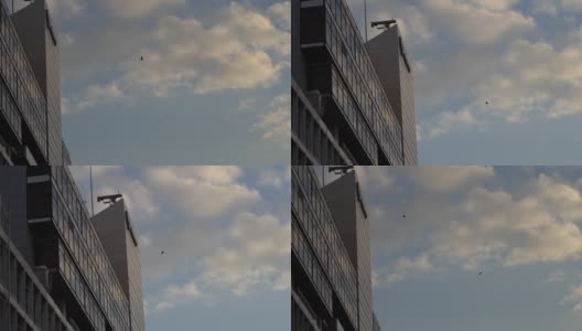 两只黑鸟在大楼周围飞来飞去高清在线视频素材下载