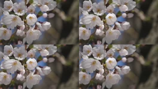 日本樱花的特写。一段粉色花朵在春天迎风摇曳的视频。高清在线视频素材下载