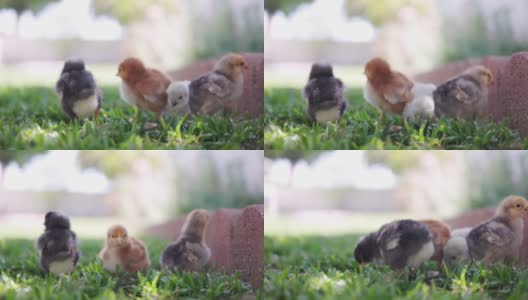 小鸡们在新家后院里玩耍高清在线视频素材下载
