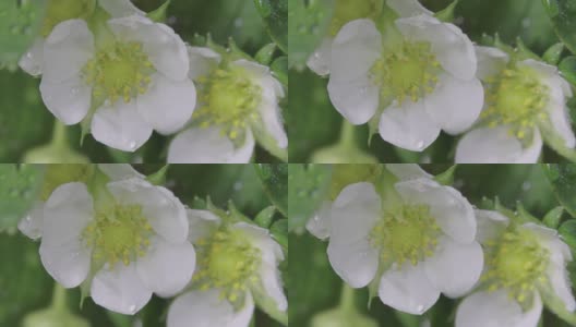 极端近距离观看美丽的花园草莓白花高清在线视频素材下载