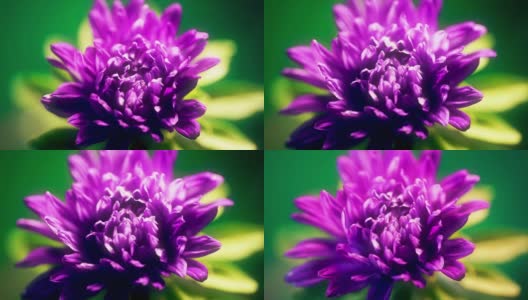 紫菀花开放、发芽的时间经过时间的推移高清在线视频素材下载