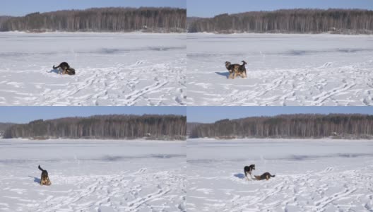 狗在结冰的湖面上玩耍高清在线视频素材下载