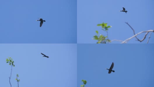 缓慢的运动。大雁编队飞翔，蓝天。迁徙的大鸬鹚在编队飞行。高清在线视频素材下载