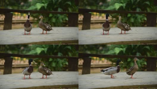 可爱的鸭子走路高清在线视频素材下载