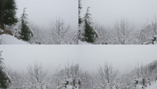 印度喜马偕尔邦的马纳里，冬天下雪时，森林里被雪覆盖的苹果树。冬天森林里的雪。高清在线视频素材下载