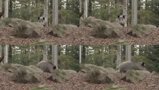 德国森林里的野猪高清在线视频素材下载