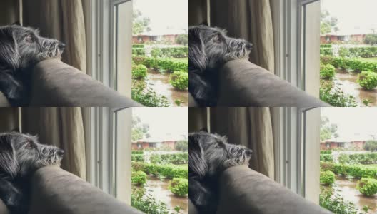 悲伤的狗在窗外看雨高清在线视频素材下载