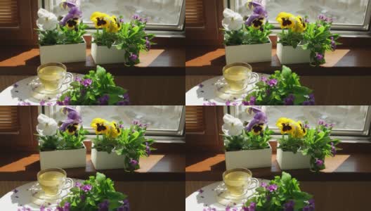 花盒里的三色紫罗兰和打开窗户前的一杯茶高清在线视频素材下载