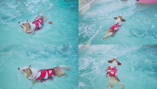 威尔士柯基游泳在游泳池，狗游泳在游泳池的高角度视图高清在线视频素材下载