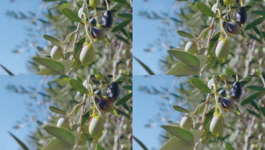 橄榄树的树枝从收获的橄榄上弯下来，黑色和绿色的橄榄生长在农业种植园里。新鲜的有机橄榄油从树枝上滴下，橄榄油生产高清在线视频素材下载