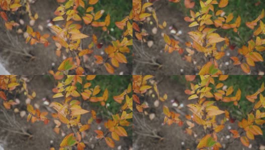 秋天时叶子变黄的小灌木。近距离射击高清在线视频素材下载