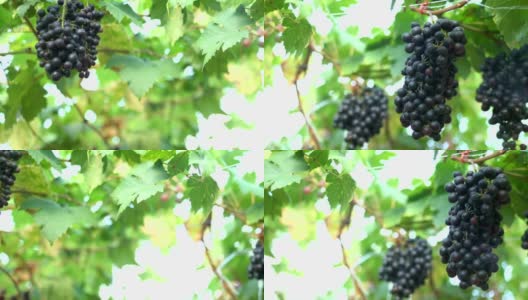 葡萄园里的红葡萄高清在线视频素材下载