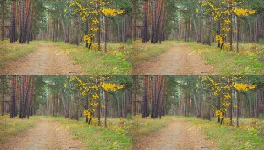 乡间小路在美丽的秋天森林里。树叶几乎在风中摇曳。高清在线视频素材下载