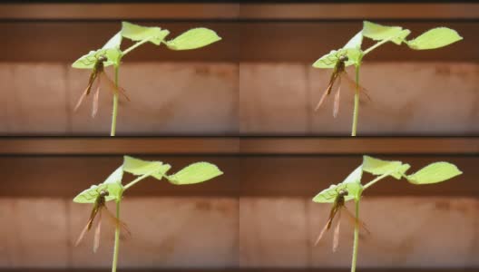 蜻蜓挂在幼苗上高清在线视频素材下载