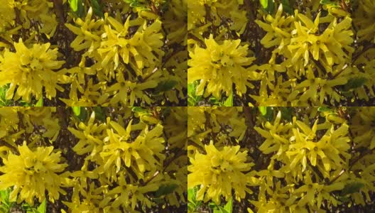 开花灌木在早春在多风的天气黄色高清在线视频素材下载