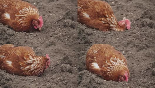 在有机农场里，放养的鸡在泥土中啄食高清在线视频素材下载