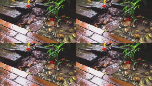 慢动作水溅在花园边散步在雨天股票视频高清在线视频素材下载