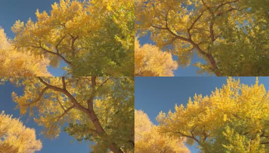 近距离观察:在绚丽的秋日里，在繁茂的树叶下驾驶高清在线视频素材下载