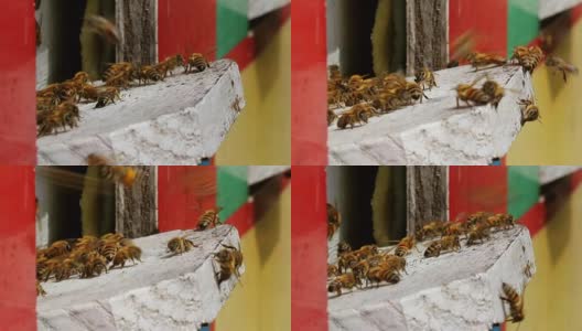蜂箱入口处的蜜蜂高清在线视频素材下载