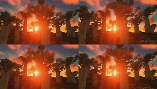 美丽夕阳下的非洲猴面包树高清在线视频素材下载