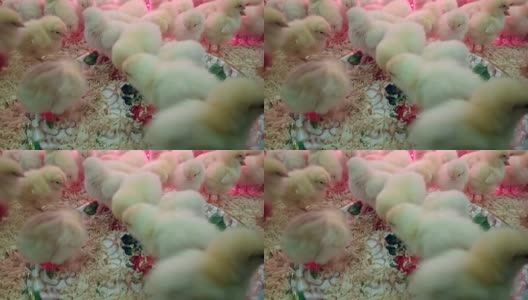 联系动物园里可爱的昏昏欲睡的新生鸡高清在线视频素材下载